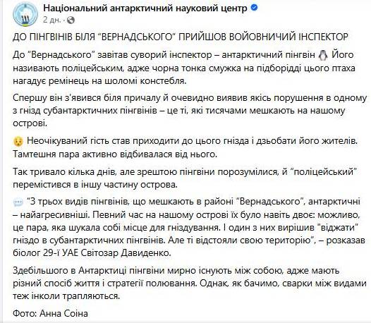 На "Академік Вернадський" прийшов пінгвін-поліцейський: що він робив (фото)